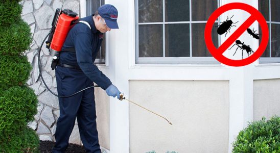Adalar Bit İlaçlama böcek ilaçlama ve haşere kontrolü — ilaclama-tr.com